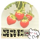 필농장 | 포천 사과 깡패 | 아이랑 함께하는 주말 딸기 체험 농장🍓