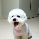 파우 동물병원 이미지
