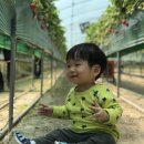 유영농장 이미지