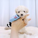 라이프독 용인점 강아지고양이 네이버블로그