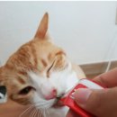 이노동물병원 이미지