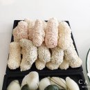 푸더스
