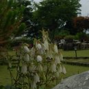 뜨락풍경 이미지