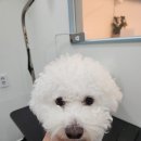 뚱이미용실