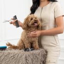 애견매니저 이미지