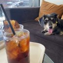 라운드앤드 망원점 | 망원역 카페, 애견동반도 되는 라운드앤드