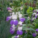 시아하우스 이미지