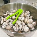 보성마트 | 제철 새꼬막 1kg 보성 벌교 산지직송 특대 사이즈 꼬막비빔밥 양념장 후기