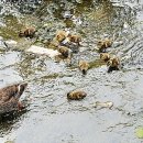 오리여행 이미지