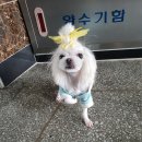 릴리네 애견미용실 이미지