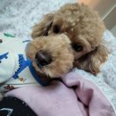 로라펫 하우스 이미지