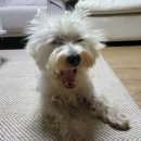 곰띠돈띠 이미지