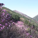 명서다리 앞 버스정류소 | 창원 천주산 진달래 개화 시기 – 고향의 봄 배경, 주말까지 절정 예상 산행