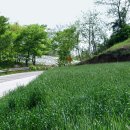 밀밭사이 이미지