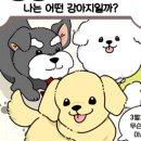 댕댕이,봄 이미지