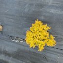 레드스타 이미지