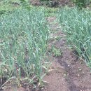 지우농장 이미지