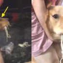 국수나라 이미지