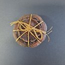 천보다원 이미지