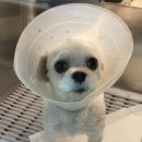 소로동물병원 이미지