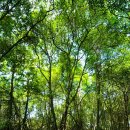 맹그로브 동대문 이미지