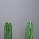 플로라 & 디자인스쿨 이미지