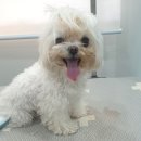 미용하는 강아지 살롱 이미지