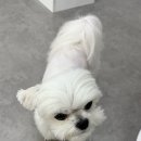 네일몽슈