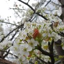 늘푸른농원 이미지