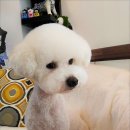 할리우드펫 이미지