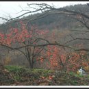 강대식농장 이미지