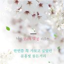 04/14 제249차 소금산 출렁다리+청풍호벚꽃축제 이미지