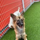 놀러오개 애견유치원 애견호텔 에버랜드점 | 놀러오개 애버랜드점: 애견 유치원, 호텔, 데이케어까지 한 번에!