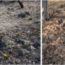 야생화 민박 이미지