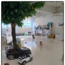 마이펫 강아지유치원 이미지