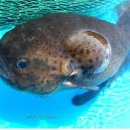 멍텅구리 이미지