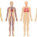 인간의 신체 7가지 미스터리 이미지
