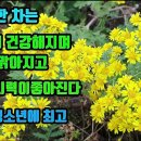 산국-차로마시면 혈압이내려가고, 심장이 튼튼해지며 흉통에 좋다, 뇌질환예방과 뇌신경이 건강해지고, 머리가 맑아지며, 학습력과 시력이 개 이미지