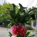 테크노 꽃나라 이미지