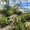 제주의 한란 이미지