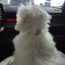 미래펫 | 부산펫쇼 2025 | 부산 벡스코 펫페어 | 아기강아지 펫페스티벌 첫 방문 후기