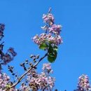 오동나무 이미지