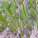 우포가시연꽃마을 이미지