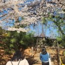 (주)제일의화학 | SK인천석유화학 벚꽃동산 첫날 후기🌸 (4.7~4.12, 지금이 기회)
