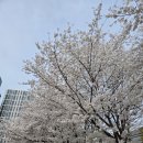 지에스25 천안원성천점 | 천안시 원성천 벚꽃 라인 🌸