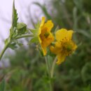 꽃망울피아노 앞 이미지