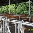 양지축사 이미지