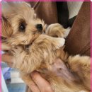 로얄펫 강아지분양 고양이분양 전주본점 | 전주 로얄펫에서 시작하는 행복한 반려동물과의 삶