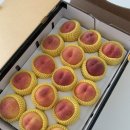 그린농원 | 미당농원 그린황도 🍑 복켓팅 성공 • 내돈내산 솔직후기