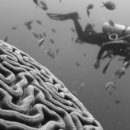 피노키오의 생각 이미지